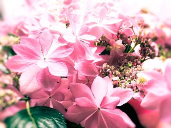 Close-up of pink flowers blooming outdoors