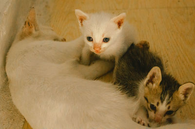 High angle view of cats