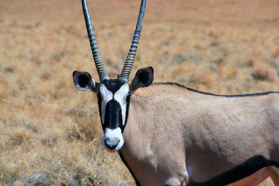 Close-up of horse standing outdoors