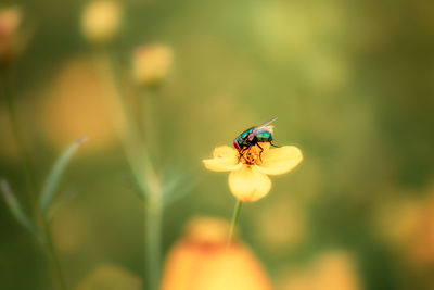 Close-up of insect on flower