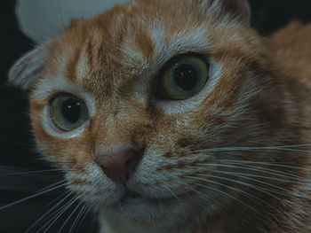 Close-up portrait of cat