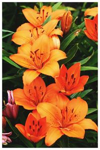 Close-up of flowers blooming outdoors