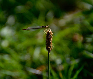 Close-up of insect on plant