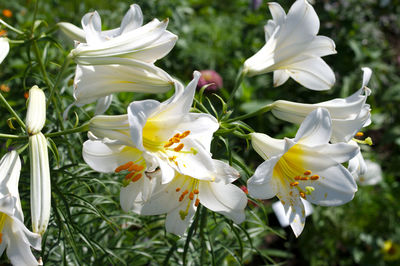 Close-up of white flowers