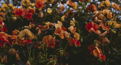 Vintage mood flowers. close-up of red flowering plants. 