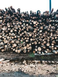 Stack of logs in forest