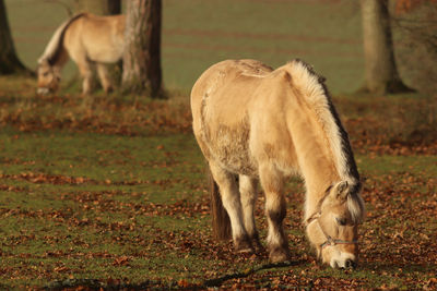 Horse grazing on field