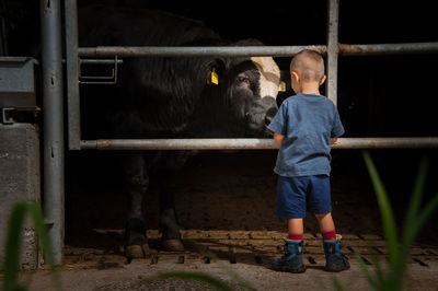 Rear view of boy standing by cow