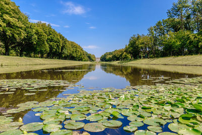 Water lily in lake against sky