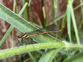 Close-up of grasshopper