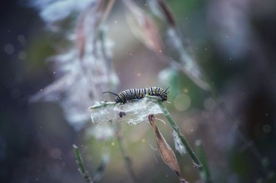 Close-up of insect on glass