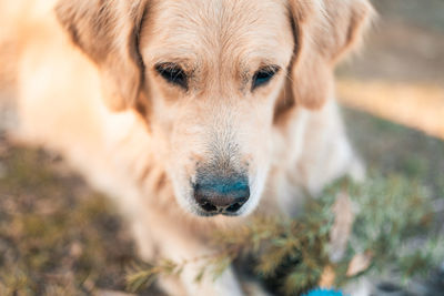 Close-up portrait of a dog