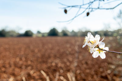 Close-up of white cherry blossom plant