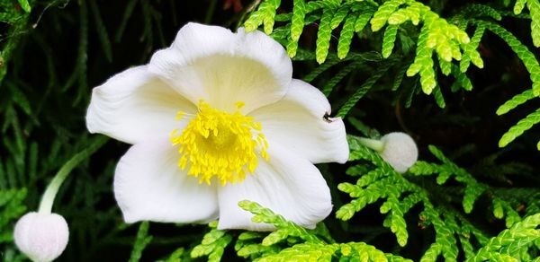 Close-up of white flowering plant