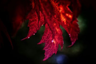 Close-up of red leaves