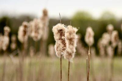 Close-up of cattails on field