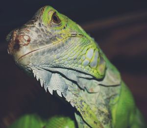 Close-up of lizard