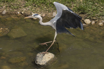 High angle view of gray heron on rock by lake