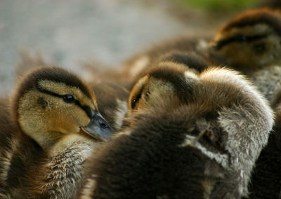 Close-up of young birds