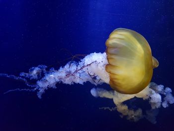 Close-up of jellyfish in sea