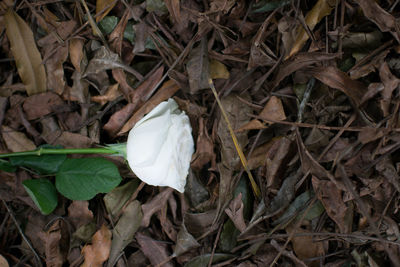 High angle view of dry leaves on field