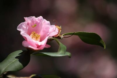Close-up of pink flowers