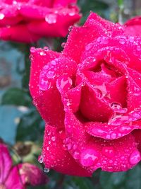 Close-up of wet pink flowers blooming outdoors