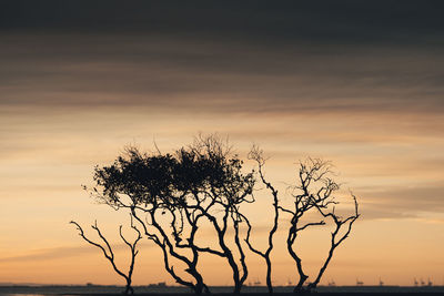 Silhouette tree on field against sky during sunset