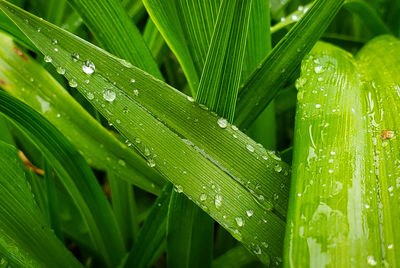 Close-up of wet plant leaves during rainy season