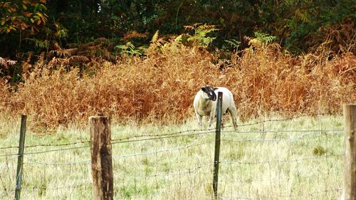 Horse grazing on field