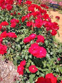 Close-up of red roses