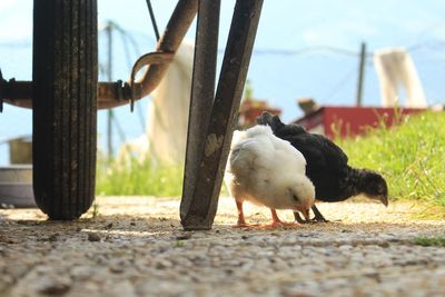 These two chicks have five more siblings and are exploring the hoferhof together.