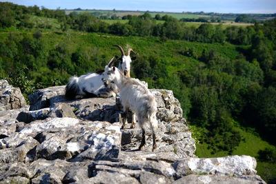 View of an animal on rock