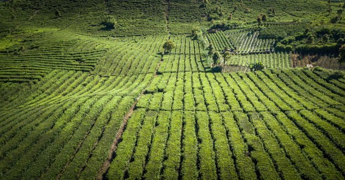 High angle view of crops on field