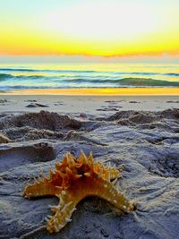 Close-up of starfish on beach against sky during sunset