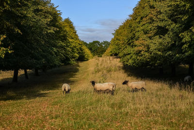 Ducks in a field