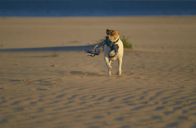 Dog running on beach