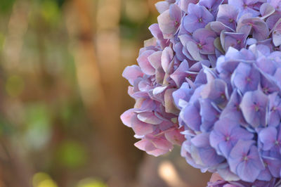 Close-up of pink flowers blooming