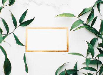 Close-up of potted plant against white wall