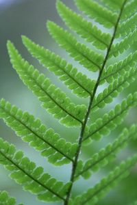 Close-up of succulent plant