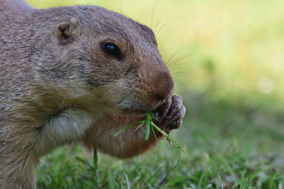 Close-up of a rabbit on field