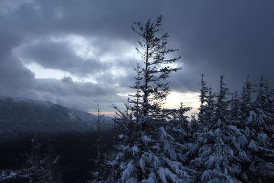 Low angle view of silhouette trees against sky during winter