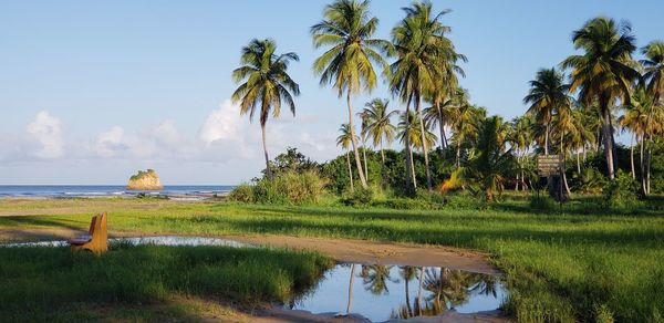 Scenic view of palm trees by sea against sky