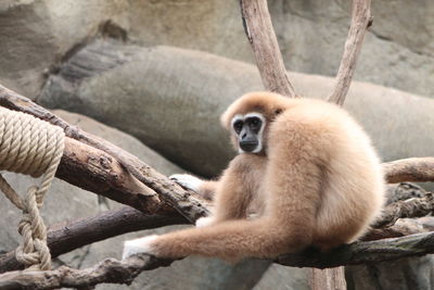 Monkey sitting on branch in zoo