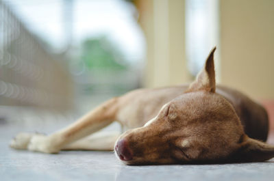 Close-up of a dog resting