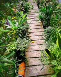 View of plants