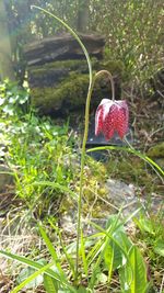 Close-up of red flowers growing in grass