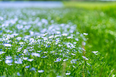 Close-up of plants growing on field