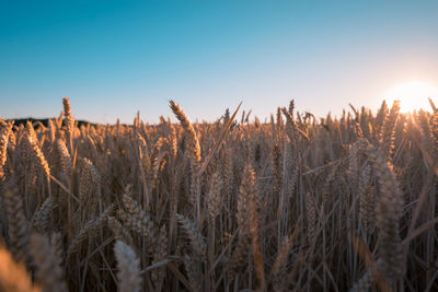 View of stalks in field against clear sky