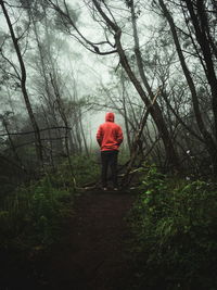 Rear view of man walking in forest